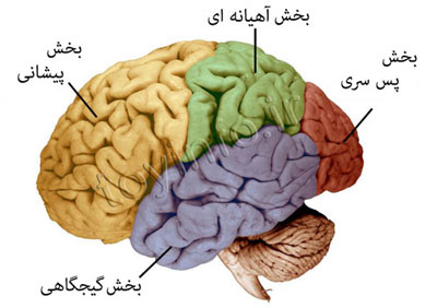 رشد مغزی کودک