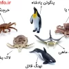 توضیحات تصویری فیگور حیوانات دریایی، فروشگاه آن لاین بازار اسباب بازی