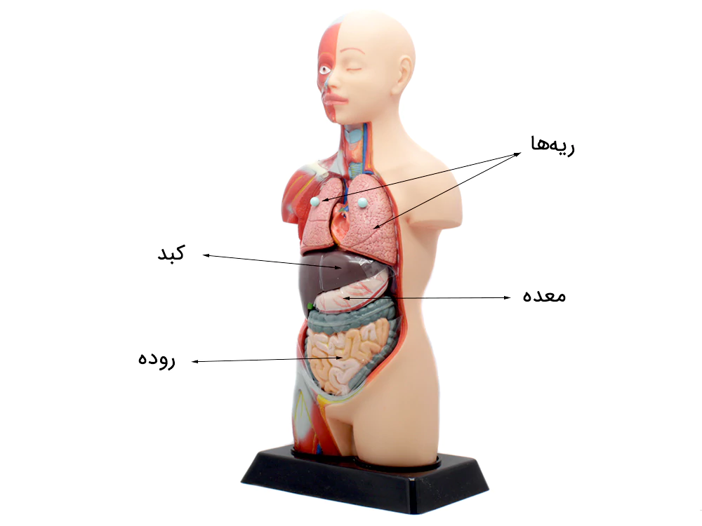 آناتومی بدن برای آموزش به کودکان